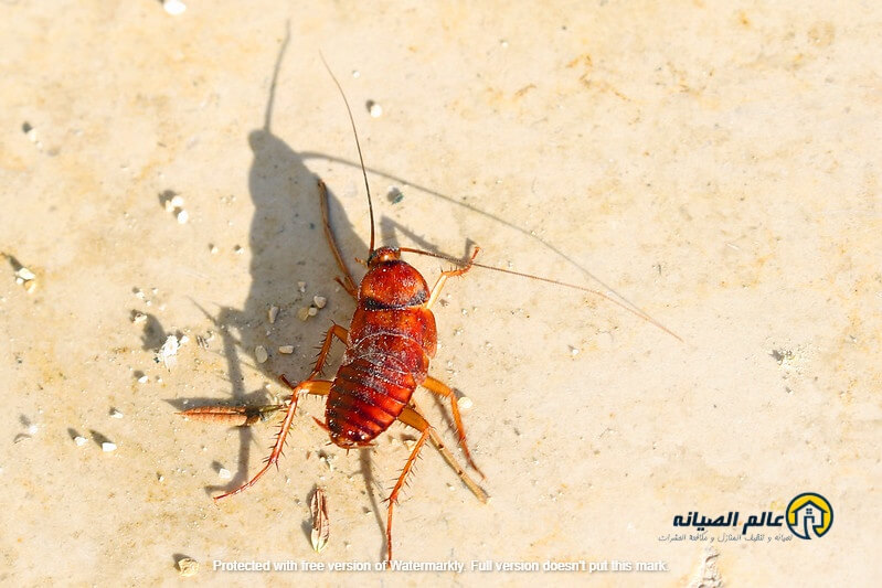 شركة بخ الصراصير 