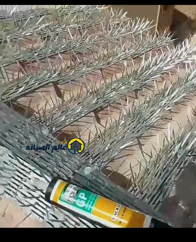 شركة طرد الطيور بالرياض